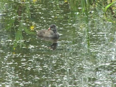 Museum Insel Hombroich : Im Sommer